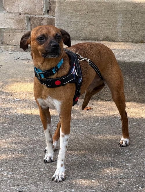 Photo of Grant, adoptable Chihuahua in Franklin, Tennessee