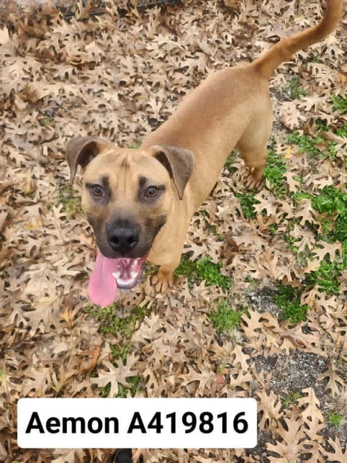Photo of Aemon, adoptable Boxer in Conroe, Texas