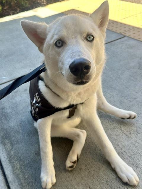 Photo of Baby Blue, adoptable Siberian Husky in Santa Cruz, California