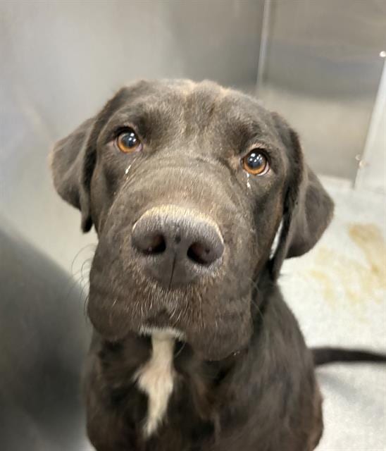 Photo of Thor, adoptable Mixed Breed