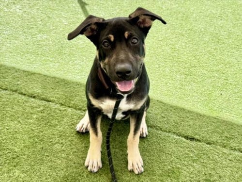 Photo of Holister, adoptable German Shepherd Dog in Los Angeles, California
