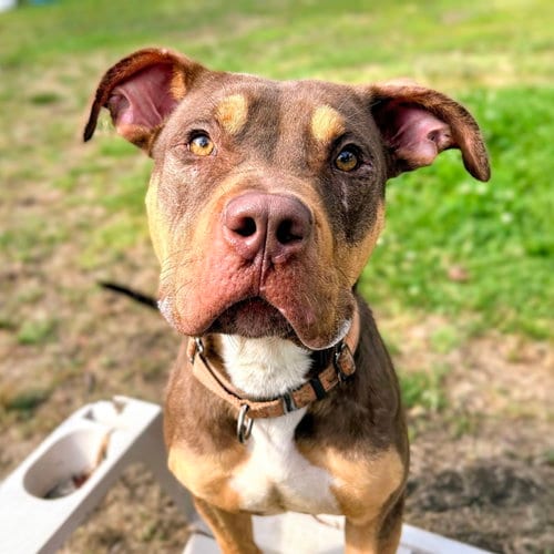 Photo of Lewis, adoptable Pit Bull Terrier in Oakland, California