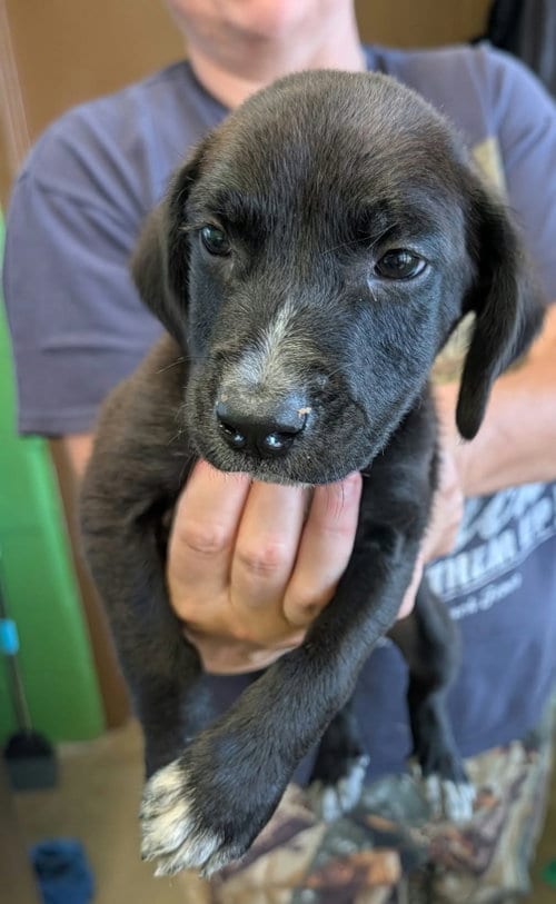 Photo of Ryder (NY-Sarah), adoptable Labrador Retriever in SHERBURNE, New York