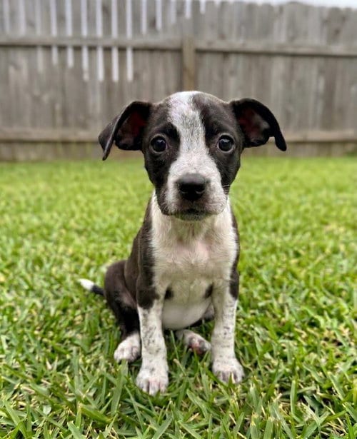 Photo of Margo, adoptable Cattle Dog in Grovertown, Indiana