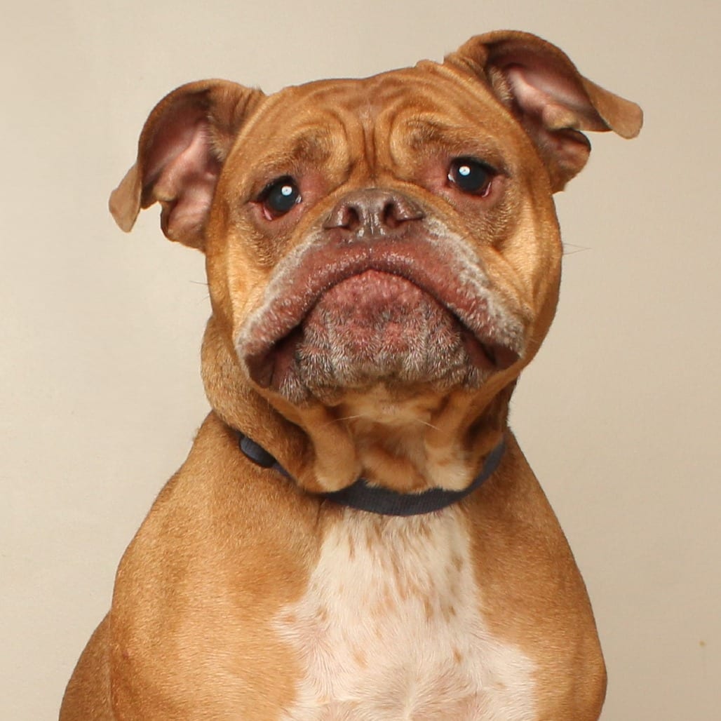 Photo of Becky** D71057, adoptable Bulldog, Old English in Minnesota, Minnesota