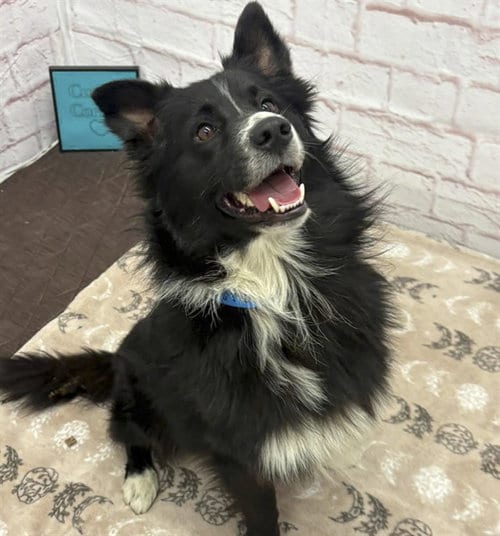 Photo of Hamburger Helper, adoptable Border Collie in Detroit, Michigan