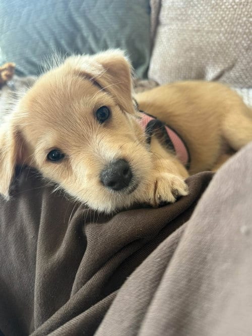 Photo of Archie- the A litter, adoptable Cairn Terrier in Oakhurst, New Jersey