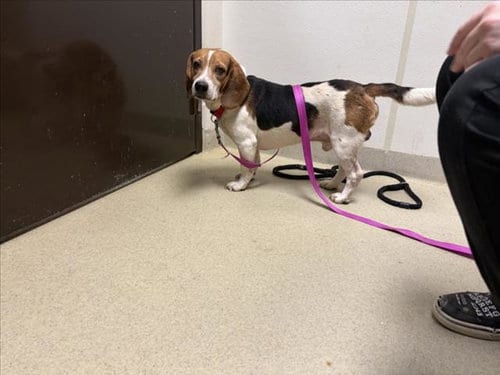 Photo of Walter, adoptable Beagle in Chapel Hill, North Carolina