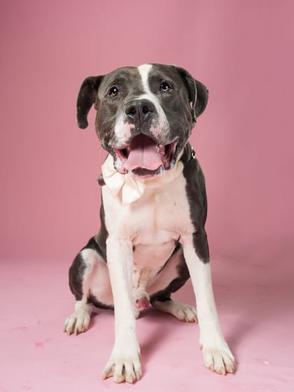 Photo of Brogg, adoptable dog in Atlanta, Georgia