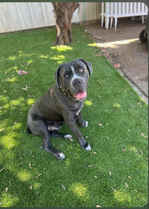 Photo of Brody "Facilitated Adoption", adoptable American Staffordshire Terrier in San Diego, California