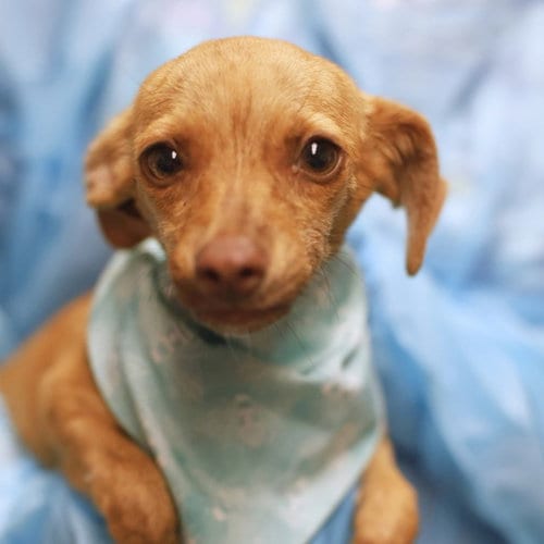 Photo of Lola, adoptable Chihuahua in San Antonio, Texas