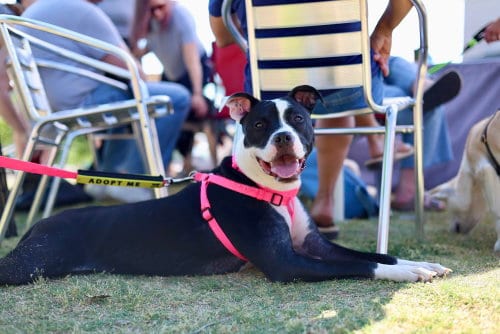 Photo of Tallulah, adoptable Pit Bull Terrier in Raleigh, North Carolina