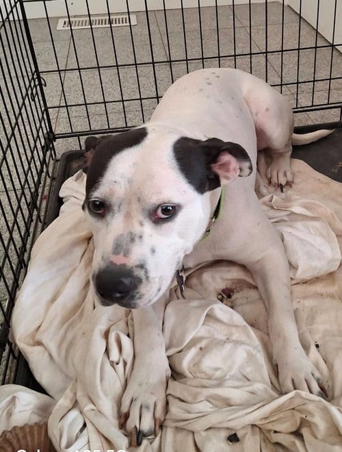 Photo of Romi, adoptable Terrier in St. Louis, Missouri