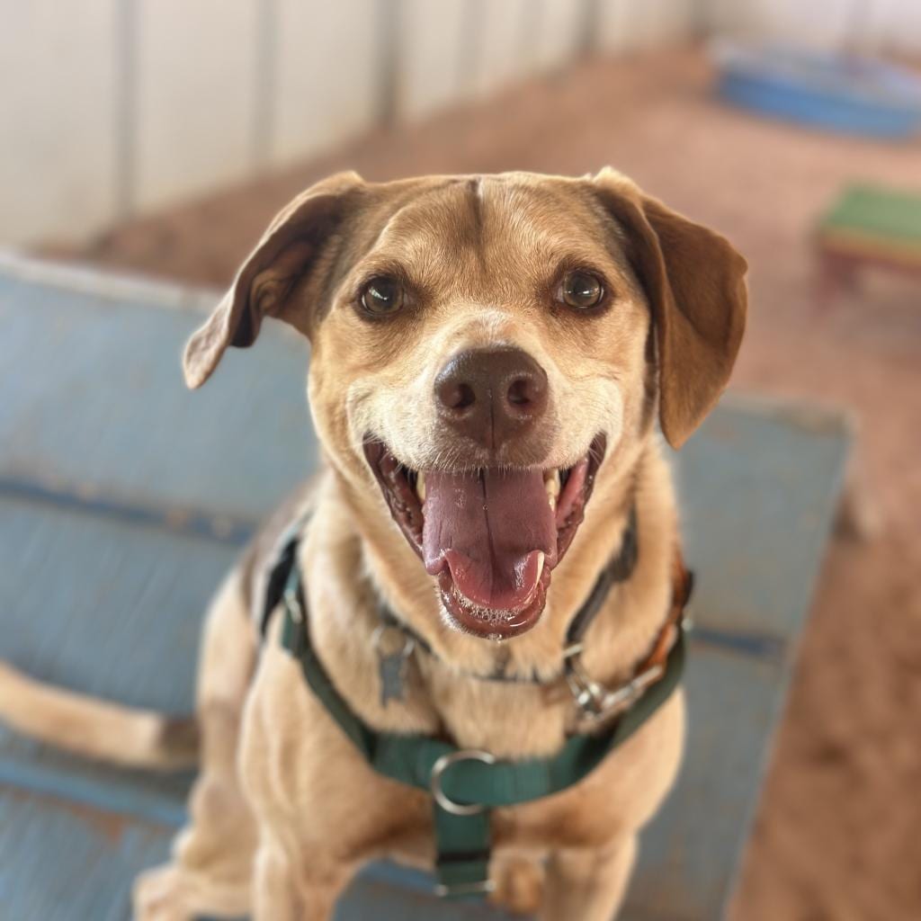 Photo of Dwayne, adoptable Hound / Mix in Kanab, Utah