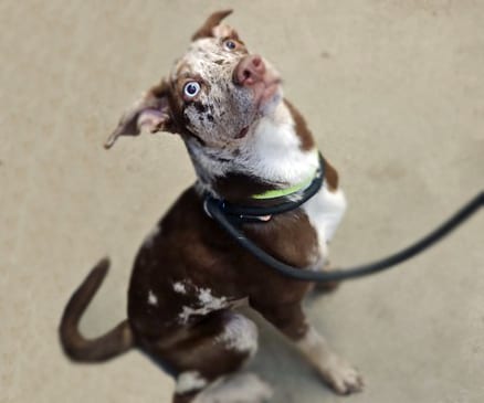 Photo of Koda, adoptable dog