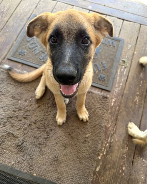 Photo of Everyone Loves Raymond Litter - Ray, adoptable Belgian Shepherd Malinois in Imlay City, Michigan