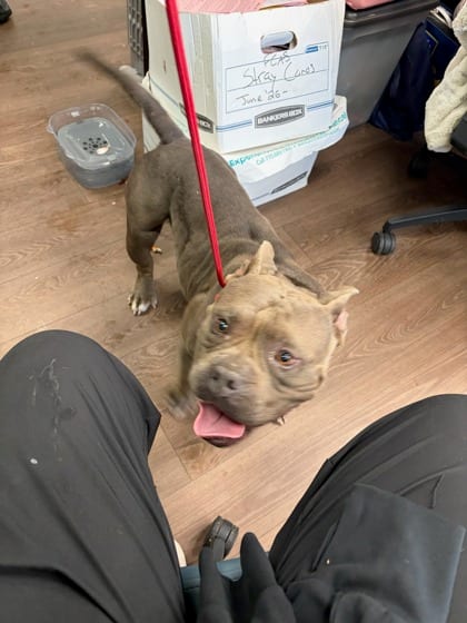 Photo of Beyonce, adoptable dog in Atlanta, Georgia
