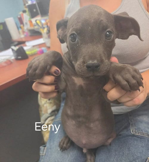 Photo of Eeny - At shelter available 9/15, adoptable Pit Bull Terrier in Rustburg, Virginia
