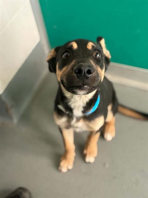 Photo of A256612, adoptable German Shepherd Dog in Visalia, California