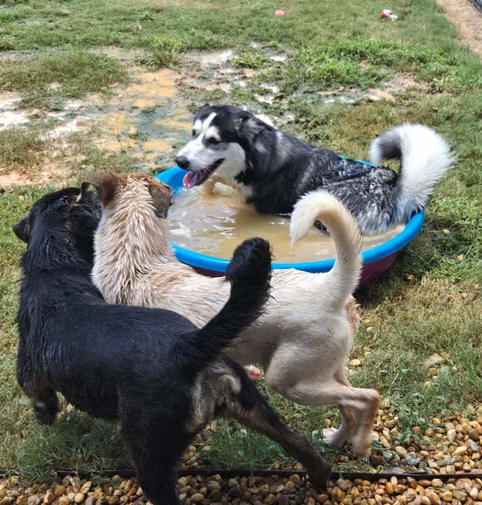 Photo of Lisa, adoptable Siberian Husky in Douglasville, Georgia