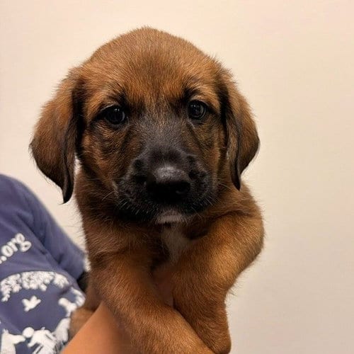 Photo of Dexter, adoptable Unknown breed in Rancho Santa Fe, California
