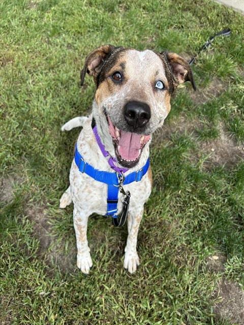 Photo of Royal, adoptable Australian Cattle Dog/Blue Heeler in Centerville, Massachusetts