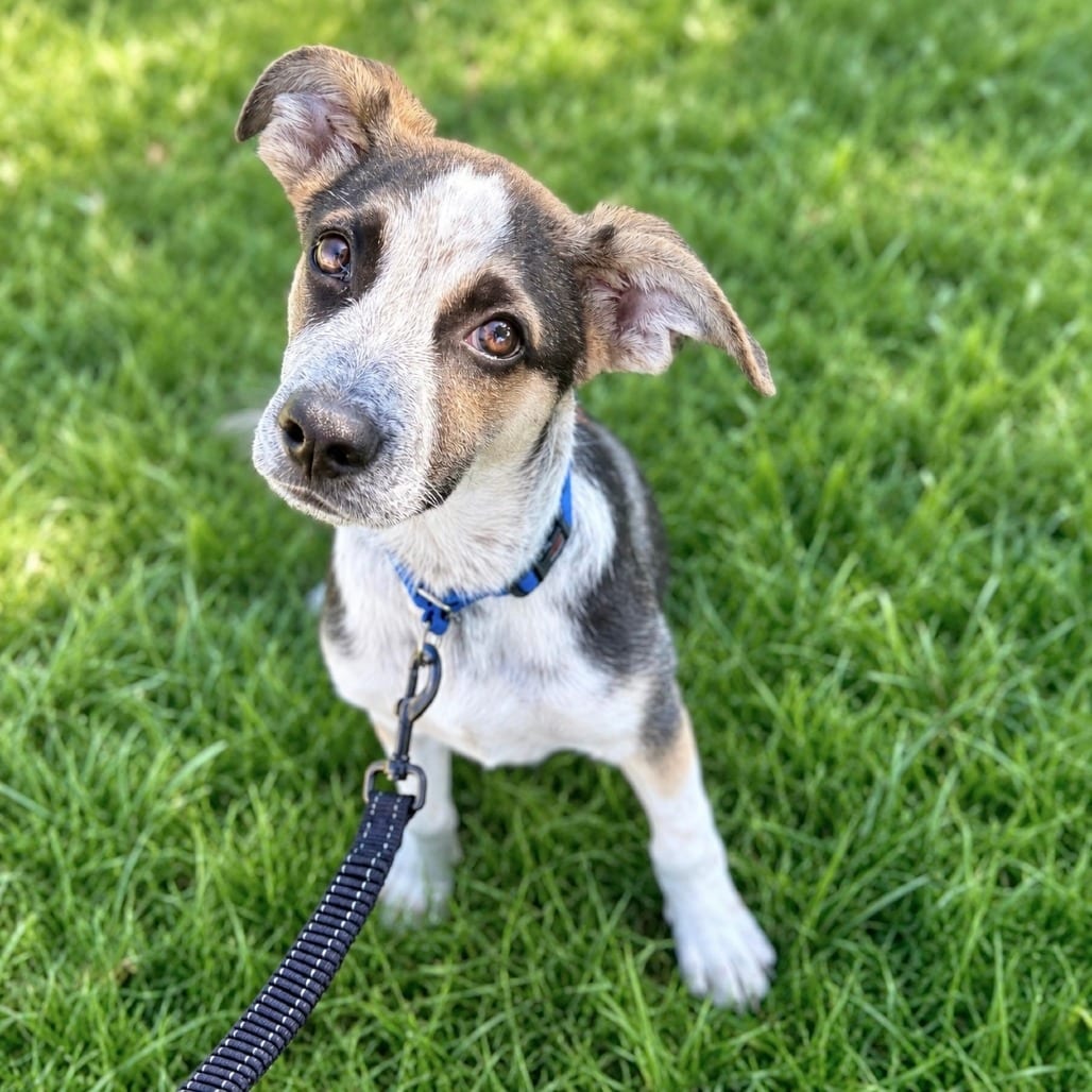 Photo of Henry, adoptable Mixed Breed (Medium) / Cattle Dog in Glenwood Springs, Colorado