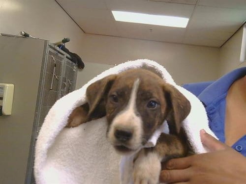 Photo of Jasper, adoptable Pit Bull Terrier in Sacramento, California