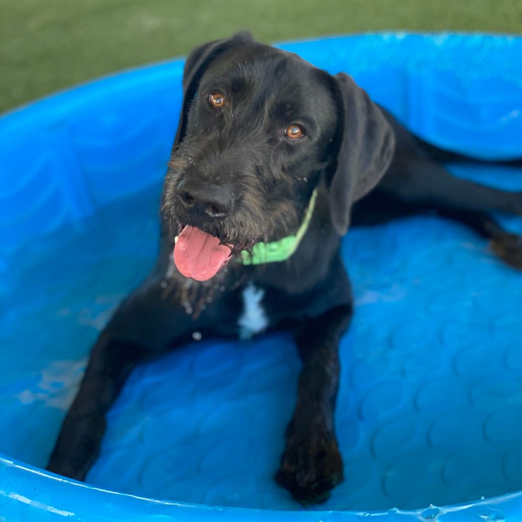 Photo of Sampson, adoptable Terrier, Irish / Mixed Breed (Medium) in Riverside, California