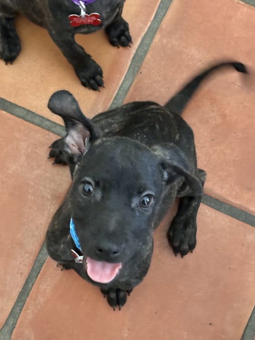 Photo of Boots, adoptable Labrador Retriever in San Diego, California