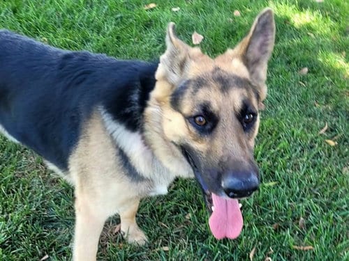 Photo of Huxley, adoptable German Shepherd Dog in Martinez, California