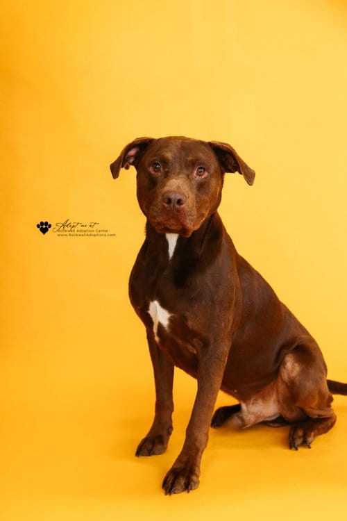 Photo of Chopo-$75, adoptable Pit Bull Terrier in Rockwall, Texas