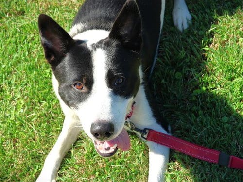 Photo of Jasper, adoptable Border Collie in Tallahassee, Florida