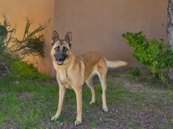 Photo of Maude, adoptable Mixed Breed in Santa Fe, New Mexico
