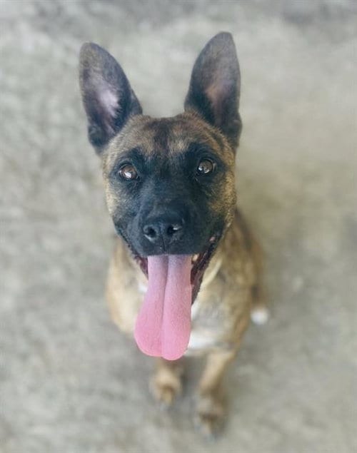 Photo of Tiara, adoptable Pit Bull Terrier in Riverside, California