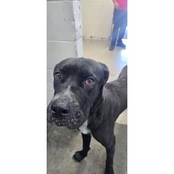 Photo of Koda James, adoptable Cane Corso in San Bernardino, California