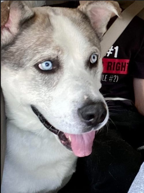 Photo of Blaze, adoptable Husky in Roswell, Georgia