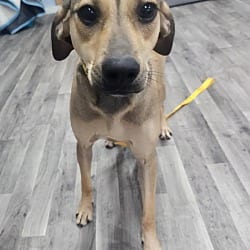 Photo of Star, adoptable Mountain Cur in Chicopee, Massachusetts