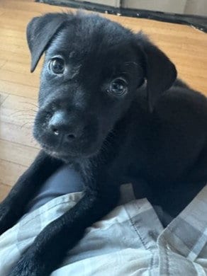 Photo of Kinder, adoptable Labrador Retriever in Van Nuys, California