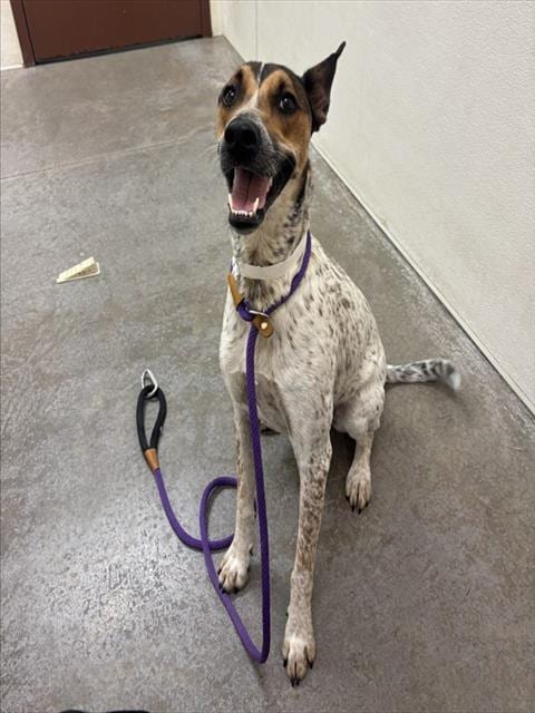 Photo of Sophia, adoptable Australian Cattle Dog/Blue Heeler in Mesa, Arizona