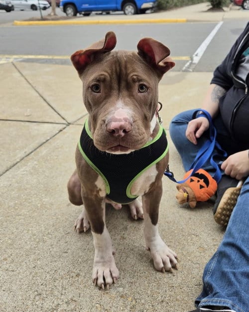 Photo of Macaroni (puppy), adoptable Pit Bull Terrier in Spotsylvania, Virginia