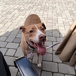 Photo of Felicity, adoptable Labrador Retriever in North Reading, Massachusetts