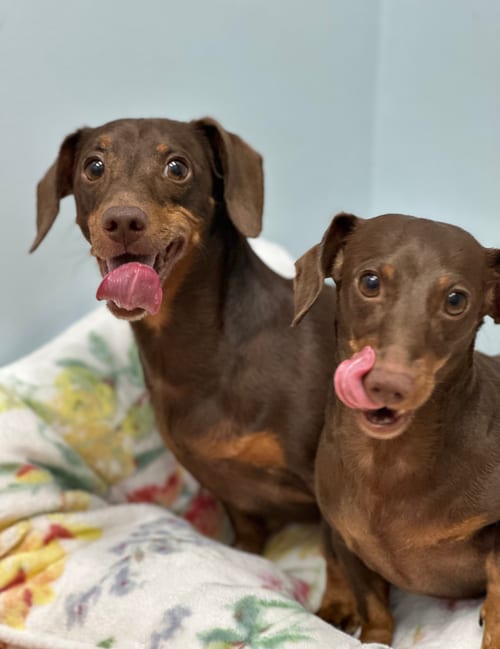 Photo of Jasper and Luna, adoptable Dachshund in Weston, Florida