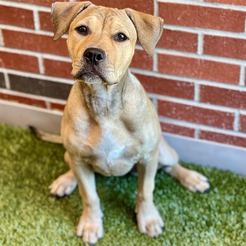 Photo of Vertigo, adoptable American Pit Bull Terrier in Edmond, Oklahoma