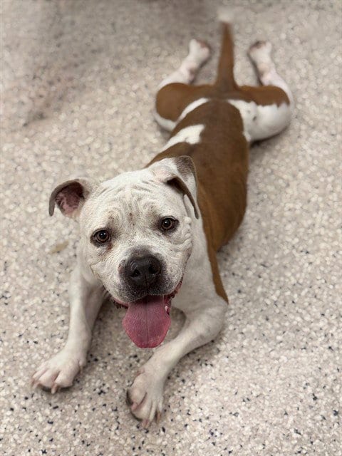 Photo of Tonka, adoptable American Bulldog in Brighton, Colorado