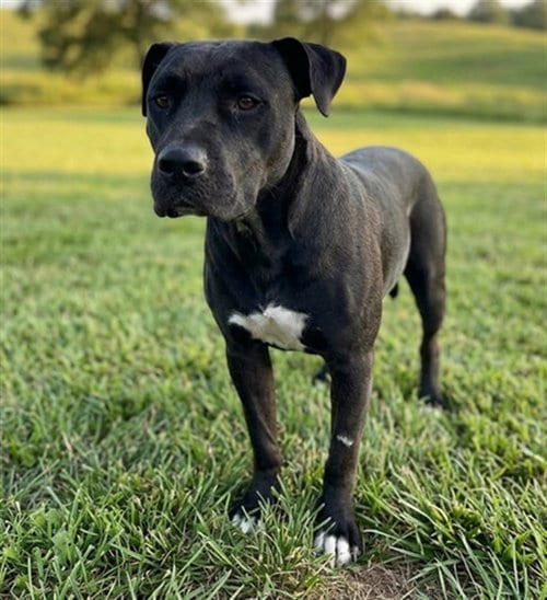 Photo of Alfredo, adoptable Staffordshire Bull Terrier in Texas City, Texas