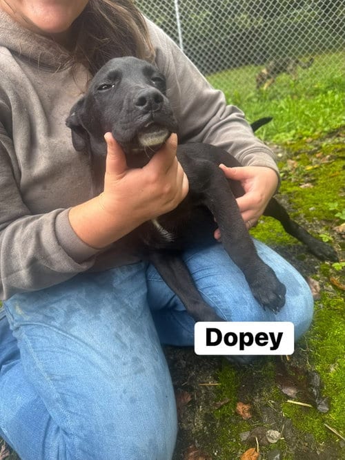 Photo of Dopey(13wo, 20lbs), adoptable Hound in Hinton, West Virginia