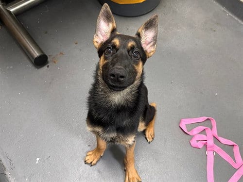 Photo of Forest, adoptable German Shepherd Dog in Antioch, California