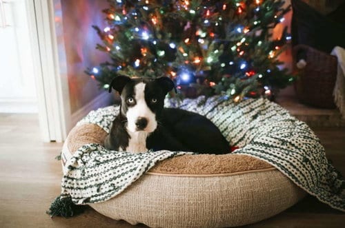 Photo of Blue, adoptable Husky in La Verne, California