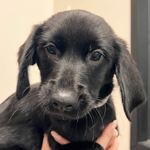 Photo of Oregon, adoptable Unknown breed in Rancho Santa Fe, California